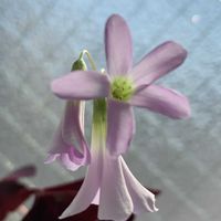 カタバミ,塊根植物,開花,ミニ盆栽,リビング・ダイニングの画像