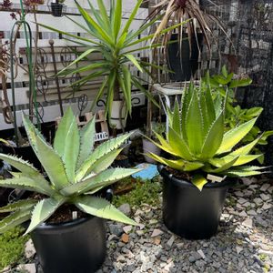 アガベ ホリダ,アガベ・チタノータ・ホワイトアイス,ジャンク,ジャンクガーデン,シャビーの画像