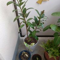 観葉植物,植え替え,花のある暮らし,フィカス属,みどりのある暮らしの画像