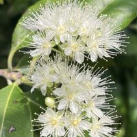 レモンバーベナ,花のある暮らし,緑のある暮らし,ハーブ大好き,お庭のお花の画像