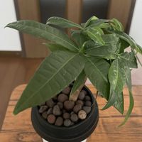 パキラ,水耕栽培,100均観葉植物,挿し木パキラの画像