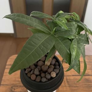 パキラ,水耕栽培,100均観葉植物,挿し木パキラの画像