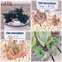 デザートローズ,胡蝶の舞,ピーチネックレス,十二の爪,唐印の画像