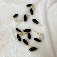 ミモザ,ミモザ,ミモザの種,みしょり隊,ミモザチャレンジの画像
