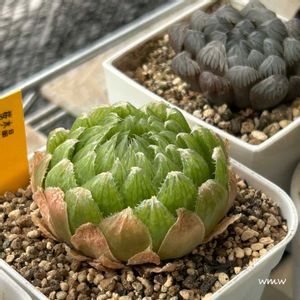 魔王,桜水晶,桜水晶,オブツーサ 魔王,癒されるの画像