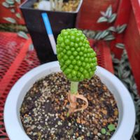 ムサシアブミ,沖縄,南国植物,南国の植物の画像