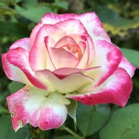 ジュビレ・デュ・プリンス・ドゥ・モナコ,地植え,太陽大好き,植物大好き,田舎の庭の画像