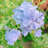 ガーデニング,花のある暮らし,グリーンのある暮らし,小さな幸せ♡,今朝の庭からの画像