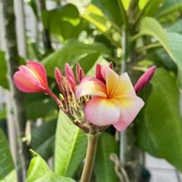 挿し木,花のある暮らし,熱帯植物,元気に育ててますよ,RuddyFrangipaniの画像