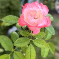 キュウリ,イングリッシュラベンダー,薔薇 ノスタルジー,花のある暮らし,私の庭の画像