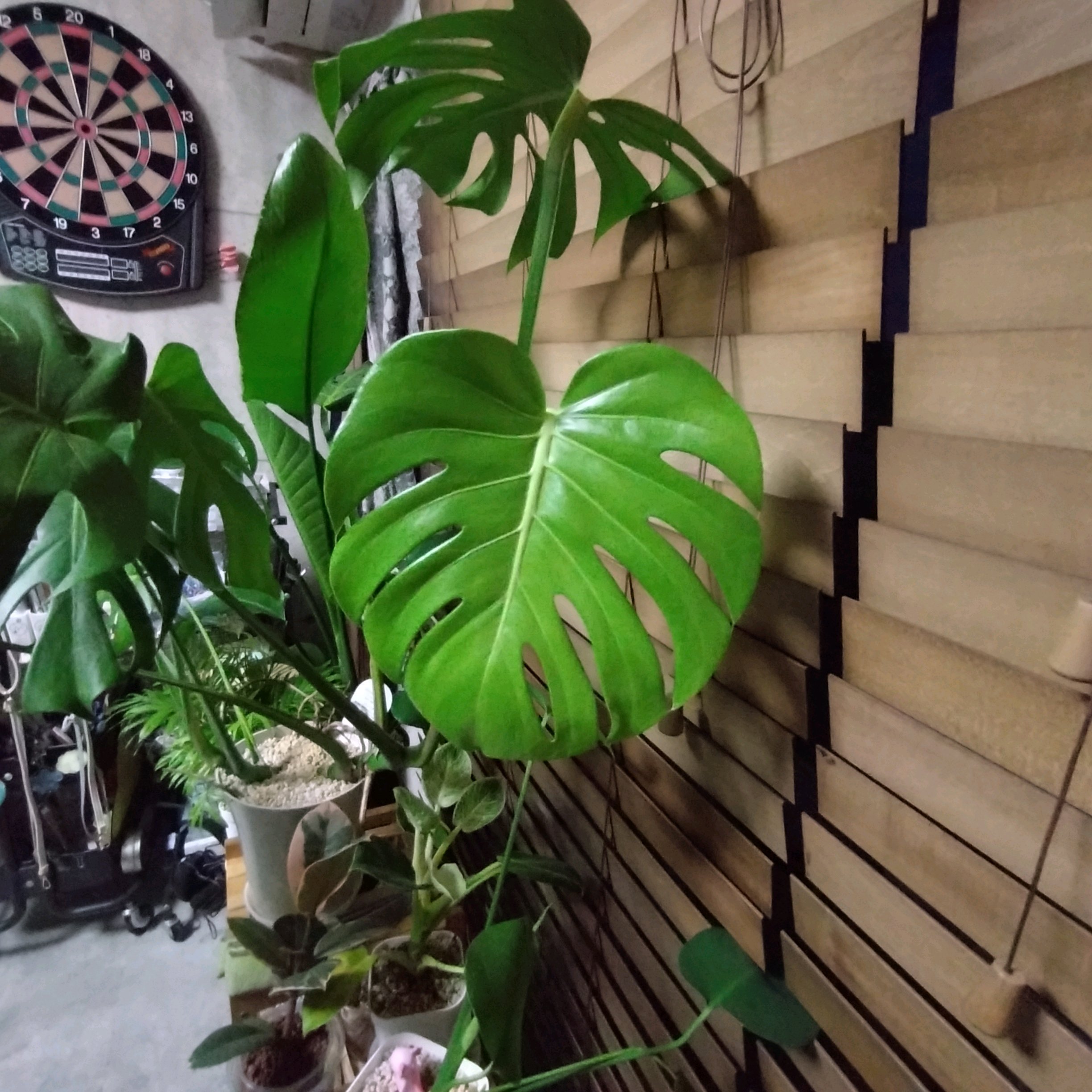 モンステラ｜🍀GreenSnap（グリーンスナップ）