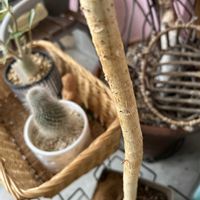 ウンベラータ,バルコニー/ベランダの画像