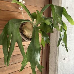 ビカクシダ ヒリー,多肉植物,塊根植物,コーデックス,花のある暮らしの画像