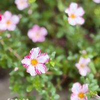 ガーデニング,花のある暮らし,ありがとう,小花好き,小さな庭の画像