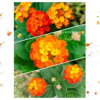 地植え,꒰ღ˘◡˘ற꒱かわゅ~,熱中症対策,繋がりに感謝✨,お花に癒されての画像