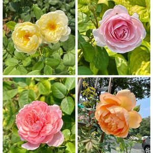 トマト,ミニトマト,ミニトマト,バラ モーリス・ユトリロ,バラ ディスタント・ドラムスの画像