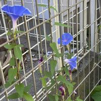 アサガオ,ガーデニング,成長記録,今日の一枚,花のある暮らしの画像