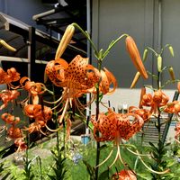 オニユリ,ユリ,公園,鉢植え,花壇の画像