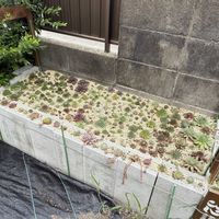 センペルビウム,多肉植物,ガーデニング,センペル花壇の画像