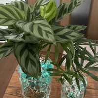 テーブルヤシ,水耕栽培,ゼリーボール,カラテア・フレディ,DAISO観葉植物の画像
