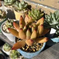 プラストラーツス,マカベアナ錦,ティンカーベル　錦,桜鬼,コロラータ×SPノバの画像