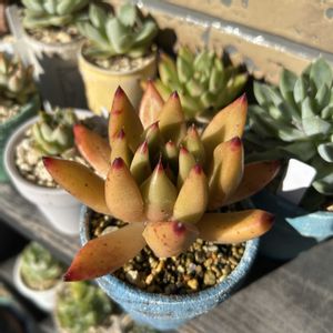 プラストラーツス,マカベアナ錦,ティンカーベル　錦,桜鬼,コロラータ×SPノバの画像