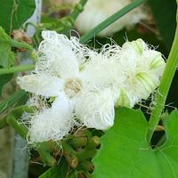 カラスウリ,地植え,かわいい花,ツル性植物,妖艶な花の画像
