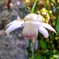 レンゲショウマ,レンゲショウマ,地植え,山野草,白い花の画像