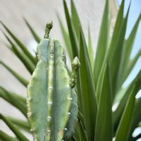 サボテン,ユッカエレファンティペス,鬼面角,地植え,ドライガーデンの画像