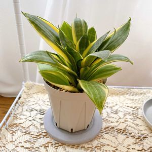 サンスベリア,サンスベリア ハニー,子株,観葉植物,キャンドゥの画像