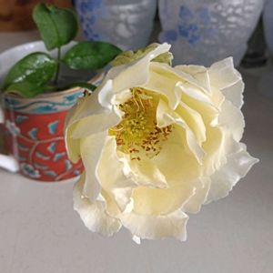 バラ、薔薇、ばら,切り花を楽しむ,お気に入りの器の画像