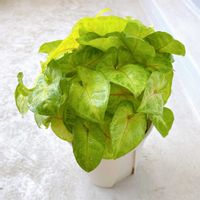 シンゴニウム,シンゴニウム ライム,観葉植物,ダイソー,グリーンの画像