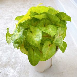 シンゴニウム,シンゴニウム ライム,観葉植物,ダイソー,グリーンの画像