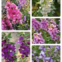 アンゲロニア,地植え,花のある暮らし,ありがとう❤️,夏の暑さに強い花の画像