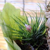 チランジア,チランジア　ストリクタ,ストリクタ,エアプランツ,観葉植物の画像
