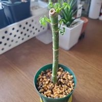 シェフレラ,カポック,観葉植物,挿し木の画像