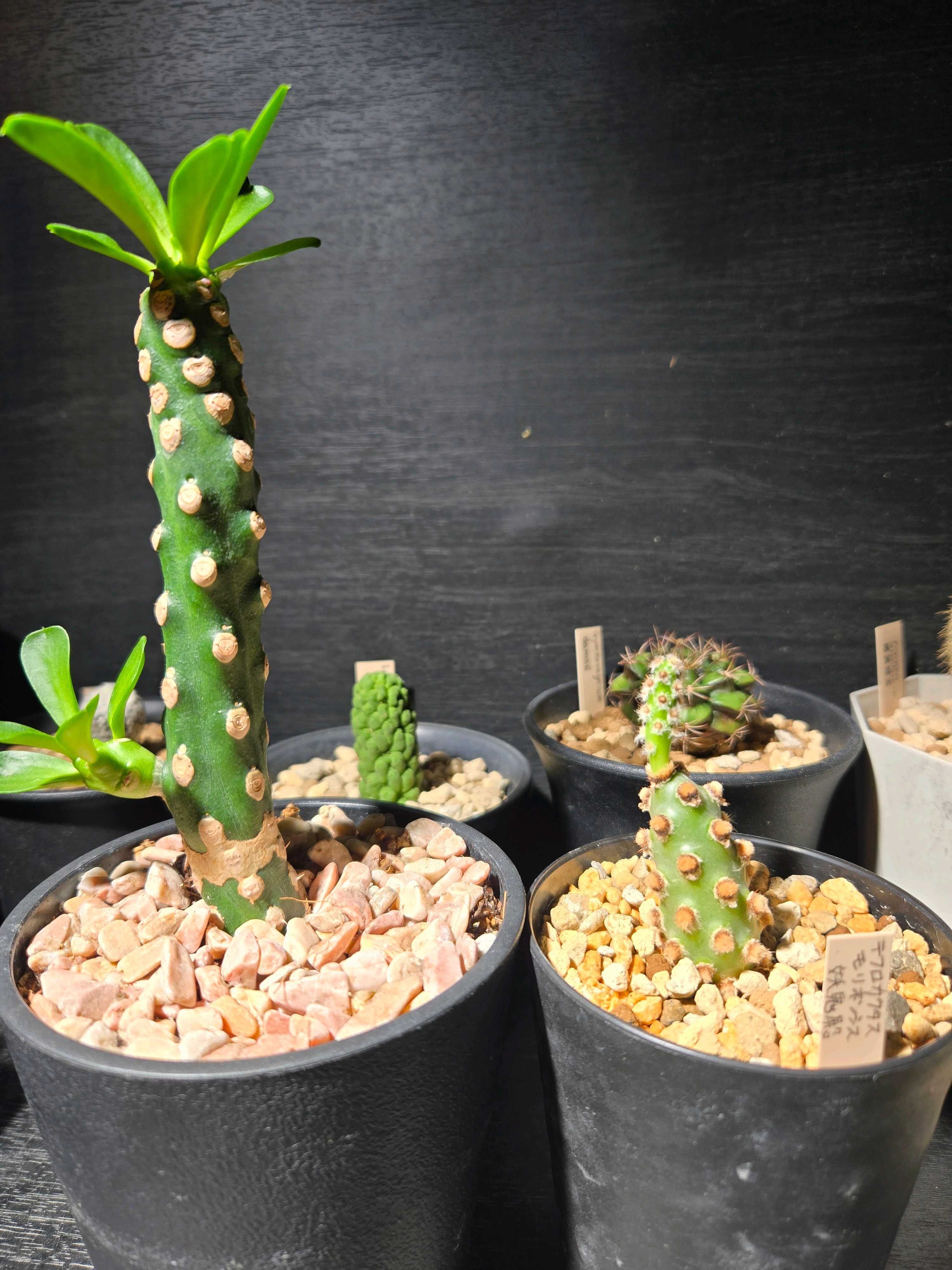 テフロカクタス モリネンシスの一覧｜🍀GreenSnap（グリーンスナップ）