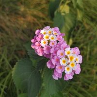 ランタナ,ピンク,大好きな花,シルエット❤︎,風の中の画像