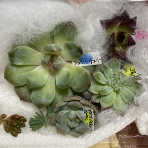 多肉植物,カット苗,多肉植物のある暮らしの画像
