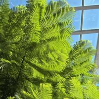 ジャカランタ,植中毒,おでかけ先,植物好きと繋がりたいの画像