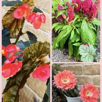 ケイトウ,ケイトウサニータフト,かわいい,楽しみ〜,花のある暮らしの画像