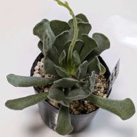 神想曲,アドロミスクス・神想曲,寄せ植え,多肉植物,葉挿しの画像