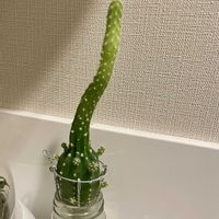 トイレ,サボテン水栽培,名前がわからない,猫にも安全の画像