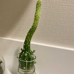 トイレ,サボテン水栽培,名前がわからない,猫にも安全の画像