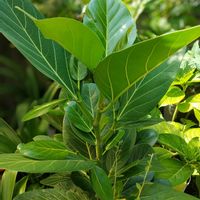フィカス ベンガレンシス,観葉植物,ダイソー,熱帯植物,botanical lifeの画像