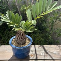 メキシコソテツの画像