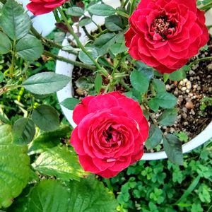 ペラルゴニウム,ミニバラ,ミニバラ,ビデンス ゴールデンエンパイア,花のある暮らしの画像