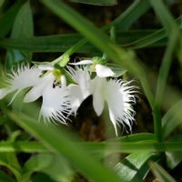 サギソウの画像