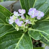 ウズアジサイ,鉢植え,ガーデニング,成長記録,挿し木の画像