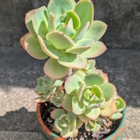 エケベリア,多肉寄植え,多肉植物,多肉棚,木製プランターの画像
